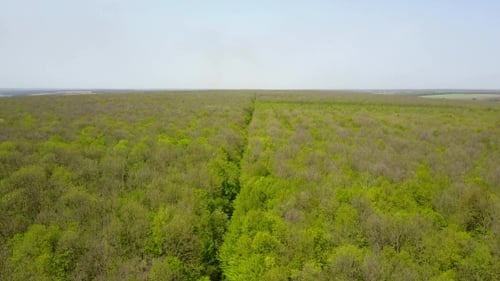 Green Forrest From Above