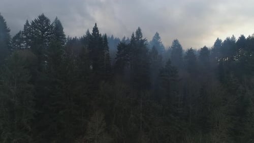 Smoky forest trees