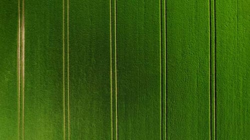 Wind In Green Fields Top Down