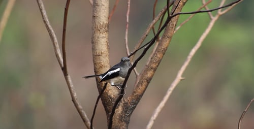 Bird Perched on a Branch in Natural Habitat