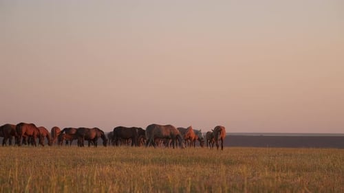 Grazing Horses