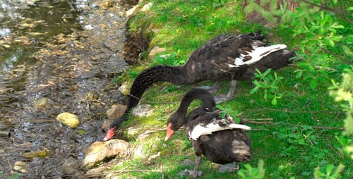 Elegant Black Swans Feeding near Water