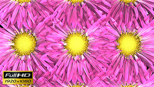 Flowers Loop Background
