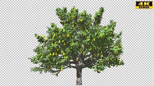 Pear Tree