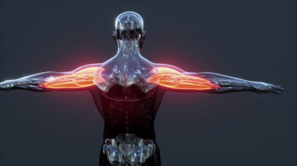 Human Muscular System Torso Muscles Pectoral Muscles Anatomy Animation ...