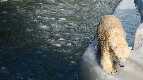 Polar Bear