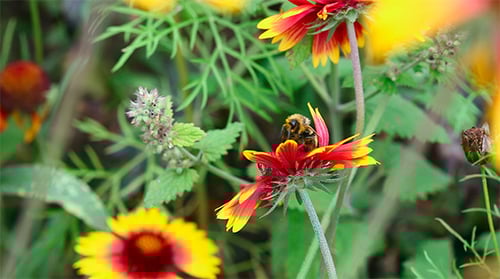 Bee on Red and Yellow Flower Collecting Pollen