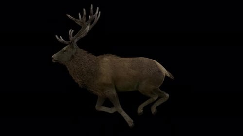 Stag-Laufzyklus