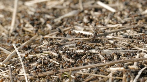 Busy Ant Colony on Ground Full Shot