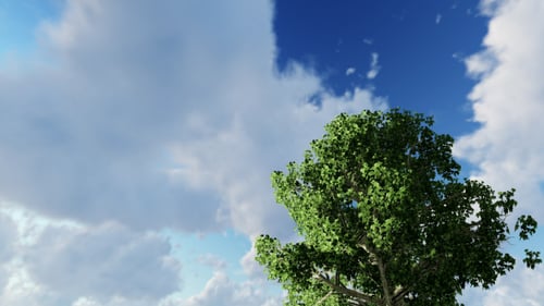 Trees and Clouds