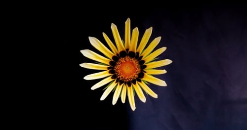 Yellow Flower Blossom on Dark Background