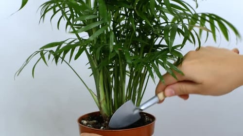 Hands Tending to a Potted Palm Tree Indoors