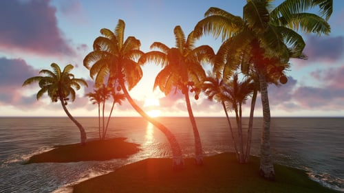 Palms and Sunset