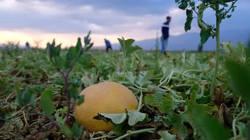 Arbeiter bei der Melonen