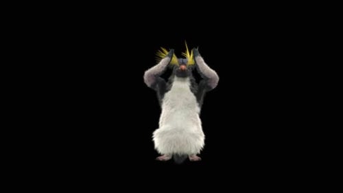 Penguin Dancing HD