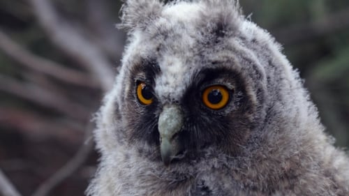 Owl Sits on a Tree Branch and Looks Into the Distance, and the Wind Pulls Her Feathers