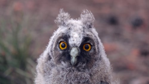Graue Eule mit schönen Augen freut sich, ohne einen Blick darauf zu werfen