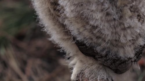 Owl Sits on a Tree in the Forest, Behind It Is a Beautiful View of Nature