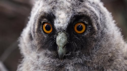Owl Looks with a Glance in the Distance Looking Out for Prey.