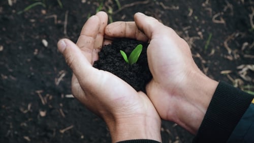 Man Holding a Little Green Plant