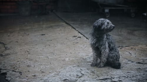 Grey Dog Sitting in the Rain Outside