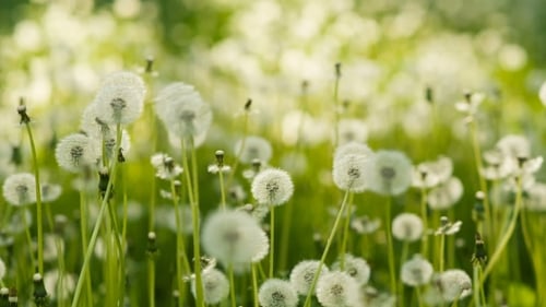 Dandelions at the Meadow