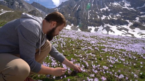 Un homme barbu rassemble des crocus sauvages