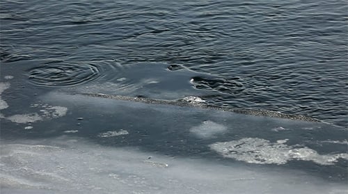 River Water Flows Along Snowy Icy Banks