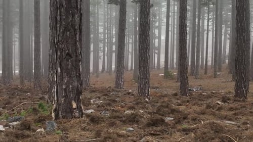 Textur des nebligen Waldes Luftbild Hintergrund 4 K