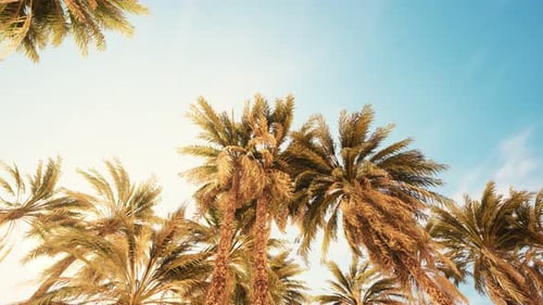 Palm Trees at Sunset Light and Sky