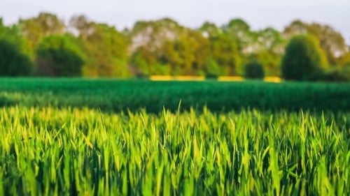 Wheat Field in Slightly Windy Evening, Rape Filed and Forest on the Background