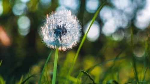 Dandelion Heard Motion By the Wind Breeze, Seeds Falling Down, Sun Light Flares and Round Bokeh