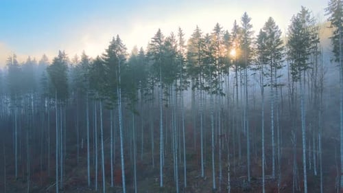 Aerial View of Amazing Scenery with Light Beams Shining Through Foggy Dark Forest with Pine Trees at