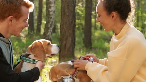 Joyous Couple Petting Beagle Dogs in Park
