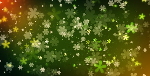 Colroful Flowers