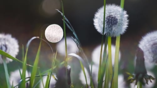 Heads of Dandelion Flower Slightly Moved By the Wind, Sunlight Flares and Round Bokeh Playing in