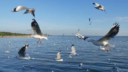 Seagull Over Ocean