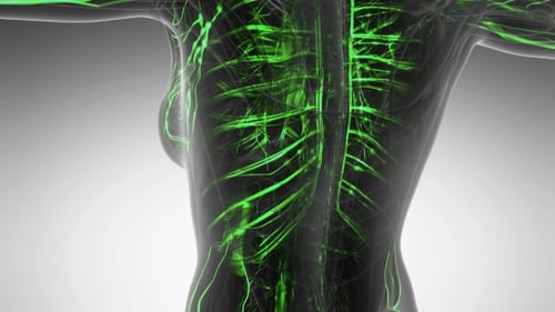 Human Body with Glow Blood Vessels
