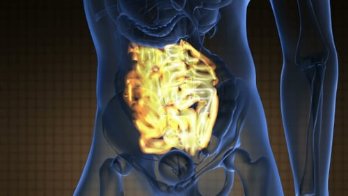 Glowing Intestines Animation in Transparent Human Body