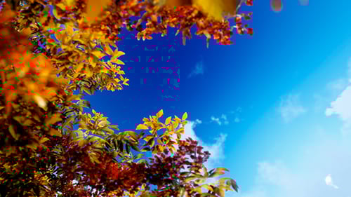 Upward View Through Autumn Leaves to Blue Sky