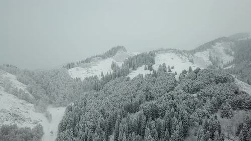 The winter forest in the mountains is covered with fresh snow. Snow falls in the forest.