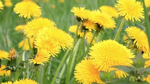 Löwenzahnblüten in einem Feldfrühling
