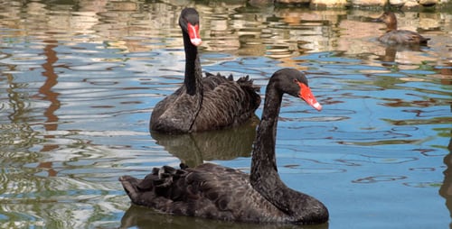 Elegant Black Swans Swimming in a Peaceful Pond