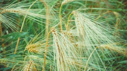 Trockene goldene Weizenohren im Wind,, mit grünem Gras auf Hintergrund