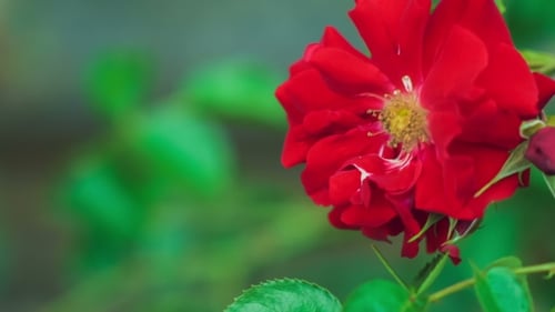 Vivid Red Rose Bloom in Natural Light