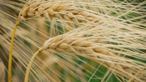 of Two Ripe Wheat Straws Waving in Wind. Deep Green on Background