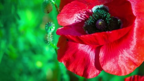 View Black Color Core of Wild Red Poppy