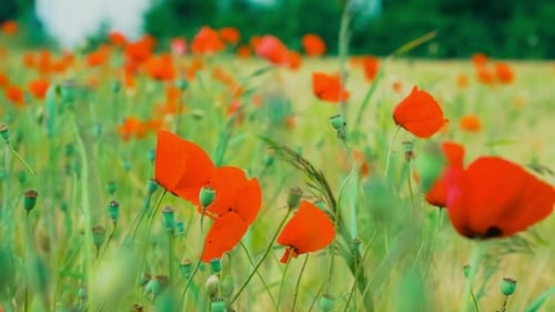 Wilder roter Mohn im Weizenfeld