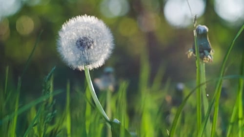Dandelion Heard Slightly Moved By the Wind Breeze, Seeds Falling Down, Sunlight Flares and Round
