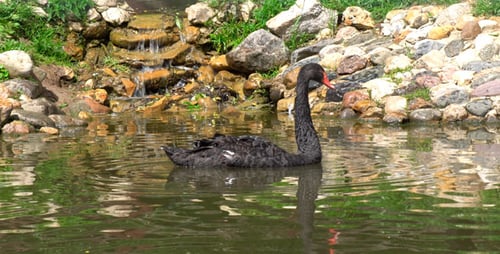 Black Swan Swimming in Pond